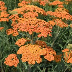 Achillea 'Terracotta' ---